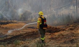 Región de O'Higgins: Incendio en Pichidegua habría sido provocado por niños con un encendedor