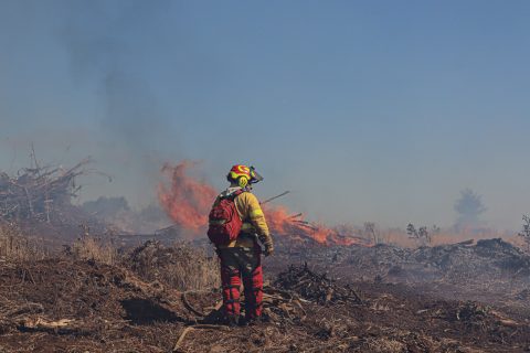 Cinco incendios forestales continúan en combate en el país: dos focos concentran mayor complejidad en O’Higgins y el Maule