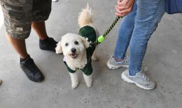 Colmevet llama a evitar la adopción impulsiva de mascotas en Navidad: ​“No son objetos ni juguetes de temporada”