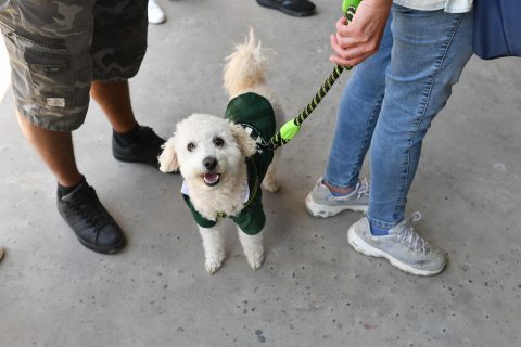 Colmevet llama a evitar la adopción impulsiva de mascotas en Navidad: ​“No son objetos ni juguetes de temporada”