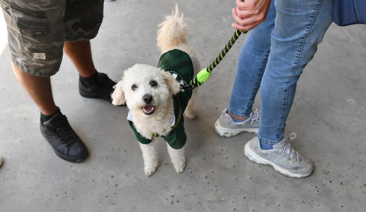 Colmevet advierte sobre adopción impulsiva de mascotas en Navidad