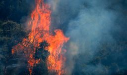 Llaman a evacuar sectores de Mulchén por incendio forestal