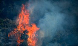 "Va a ser una noche muy compleja en el sector": Delegada (s) del Maule entregó detalles sobre incendios forestales activos
