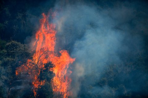 "Va a ser una noche muy compleja en el sector": Delegada (s) del Maule entregó detalles sobre incendios forestales activos