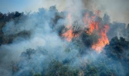 Incendios forestales activos en cinco regiones: Hay más de 9.500 hectáreas afectadas y equipos combaten avance del fuego