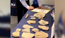 Museo de Historia Natural de Concepción recibió 112 fósiles decomisados por Aduanas