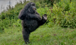 Un gorila haciendo "high five" se llevó el primer premio en los Comedy Wildlife Awards 2025