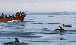 Región de Atacama: Comienza temporada de avistamiento de cetáceos en caleta Chañaral