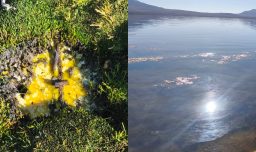 Derrame en el Lago Chungará: Conaf informa retiro del 55% del material contaminante