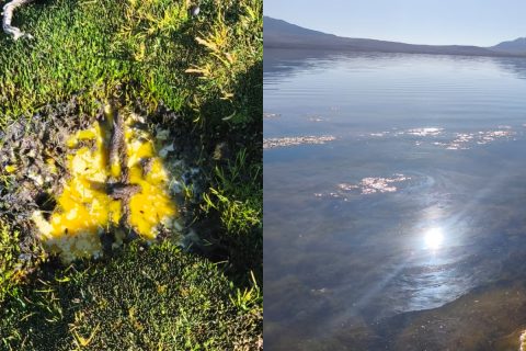 Derrame en el Lago Chungará: Conaf informa retiro del 55% del material contaminante