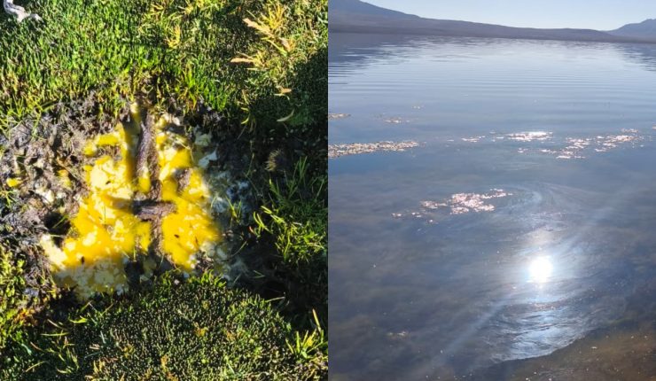 Conaf retira 55% del material contaminante en Lago Chungará Conaf retira 55% del material contaminante en Lago Chungará