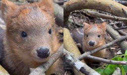 Registran a tierno pudú de solo dos días de vida en Villarrica: Pesa menos de un kilo