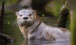 Gobierno oficializa Plan RECOGE para proteger al huillín, una de las especies más amenazadas del país