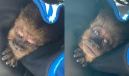 Capturan a monito que escapó del zoológico de Concepción: Vecinos alertaron su presencia en la vía pública