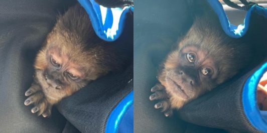 Rescatan a monito que huyó del zoológico de Concepción: Vecinos alertaron su presencia en la vía pública