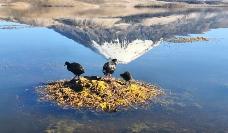 Retiran 7 mil litros de aceite de soya del Lago Chungará tras derrame