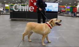 Llegó al Aeropuerto de Santiago nueva camada de cachorros detectores para trabajar junto a Aduanas