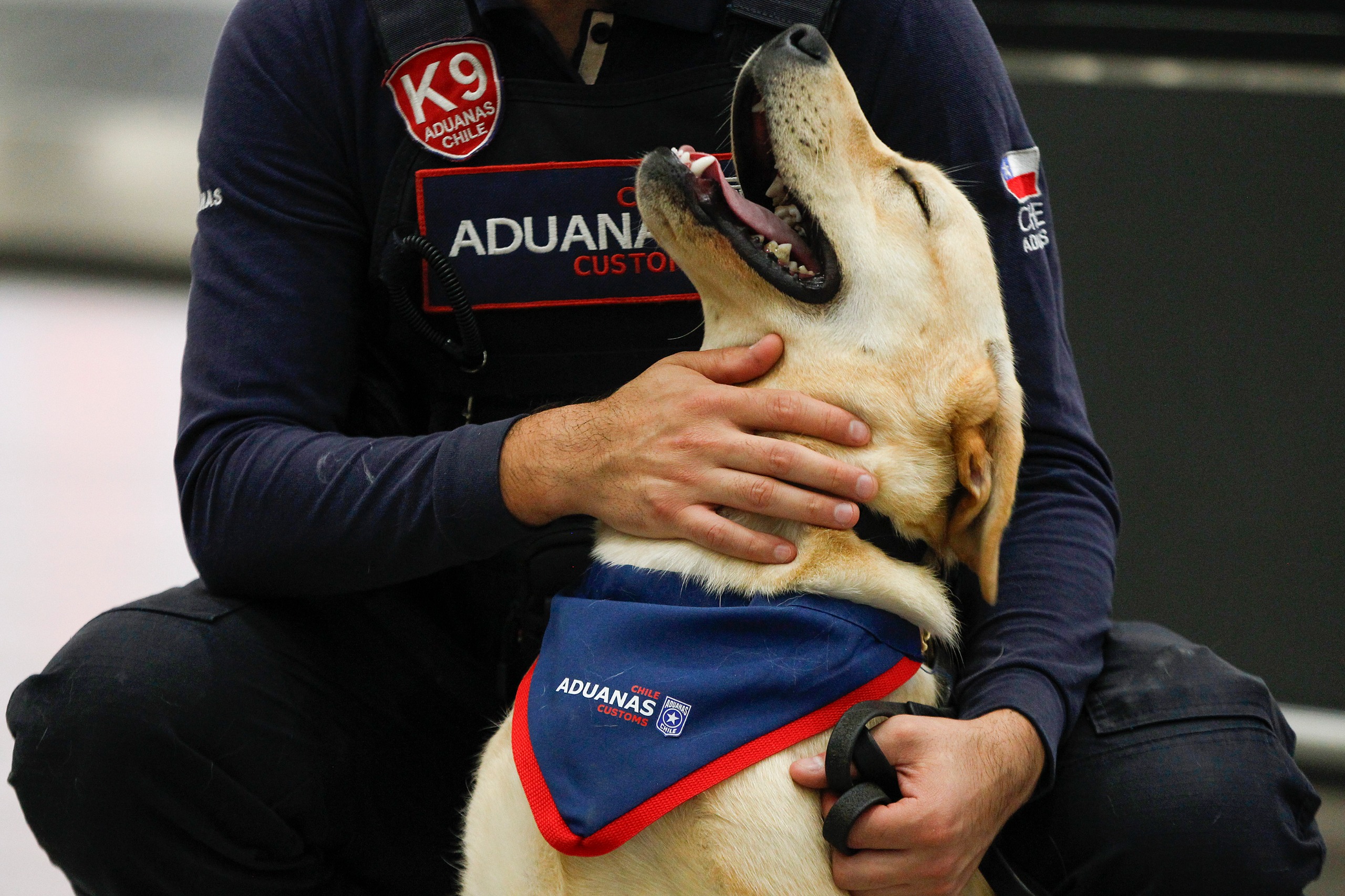 Llegó al Aeropuerto de Santiago nueva camada de cachorros detectores para trabajar junto a Aduanas/Aduanas