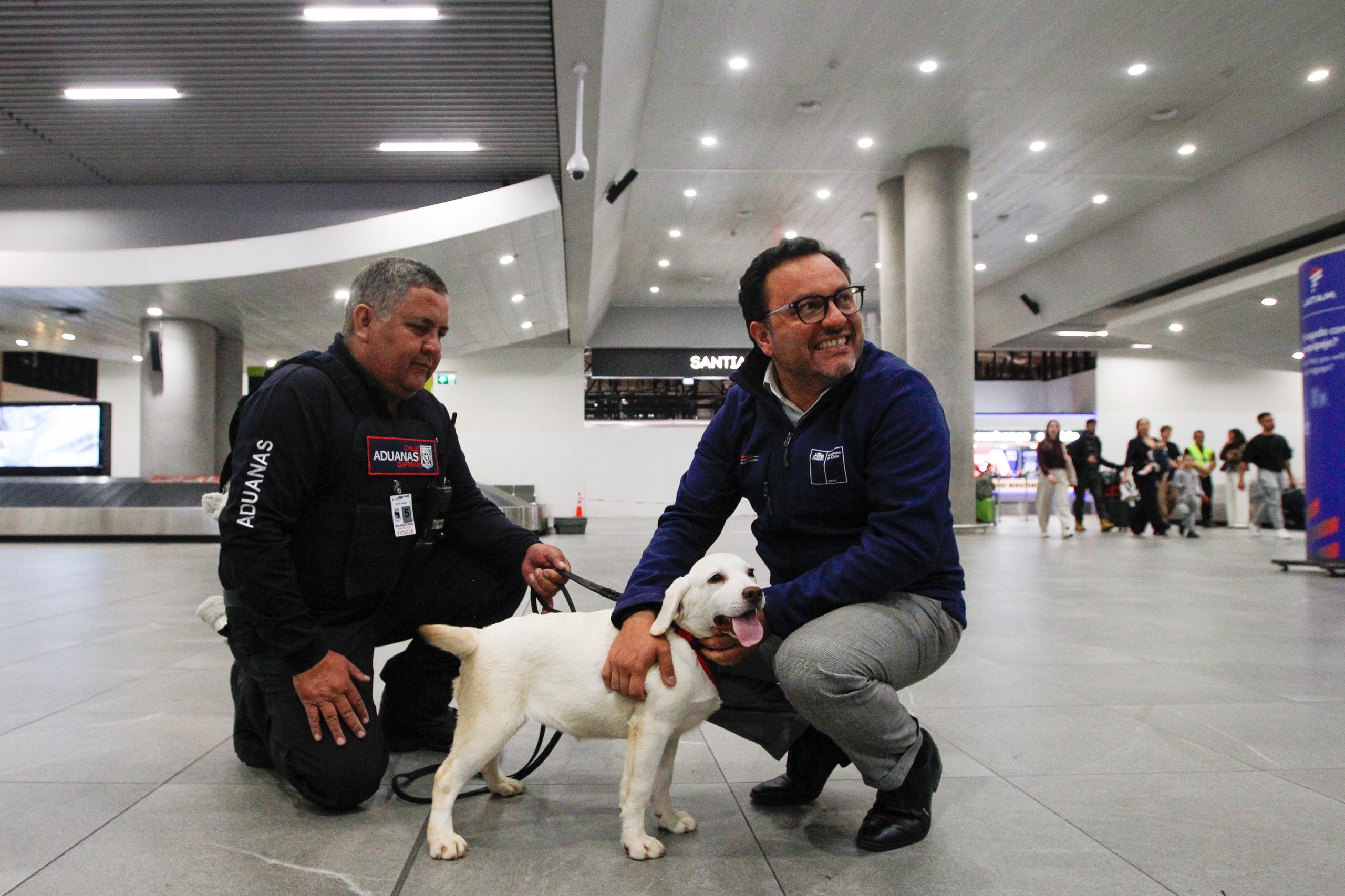 9 perritos de la camada 2025 de Aduanas realizaron su primera sesión de adaptación en el Aeropuerto de Santiago/Aduanas