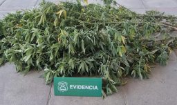 Retiran árbol de Navidad de marihuana en San Bernardo: estaba adornado con luces navideñas en plena vía pública