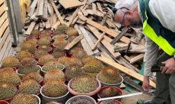 Conaf y la PDI retiran 68 cactáceas de alto valor ecológico en operativo en Antofagasta: Algunas tienen más de 80 años