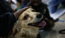 Divorcio con mascotas: México aprueba una reforma histórica para decidir la custodia de perros y gatos