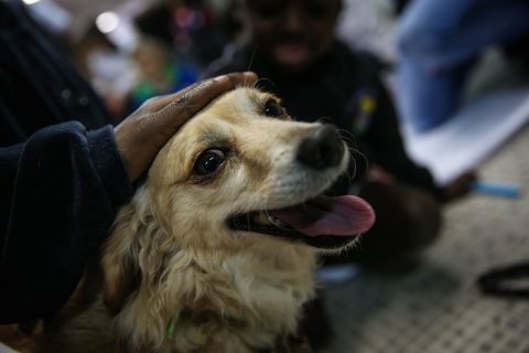 Custodia compartida de mascotas tras separaciones: Cómo la nueva ley mexicana cambia el concepto de familia