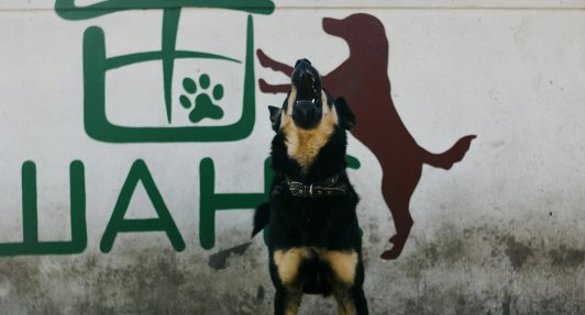 Corte de Apelaciones ordena medidas a vecina por "ruidos molestos" de su perro: Esto respondieron los dueños