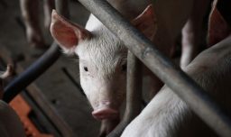 Chile acepta la entrada de cerdo español desde las zonas libres de peste porcina africana