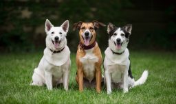 GuauFest confirma nueva fecha para marzo 2026 y anuncia eventos en La Serena y Viña del Mar