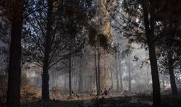 Incendios en la Patagonia afectan a varias provincias en Argentina: Greenpeace critica falta de prevención y recursos