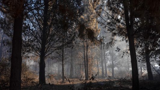 Incendios en la Patagonia afectan a varias provincias en Argentina: Greenpeace critica falta de prevención y recursos