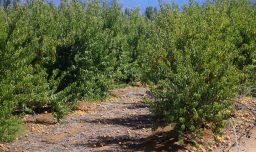 Emiten advertencia agrometeorológica por altas temperaturas en tres regiones del país: Se esperan hasta 34°C