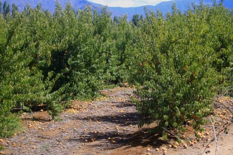 Emiten advertencia agrometeorológica por altas temperaturas en tres regiones del país: Se esperan hasta 34°C