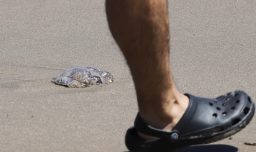 Hanta, araña de rincón y fragata portuguesa: Los principales riesgos del verano y cómo prevenirlos