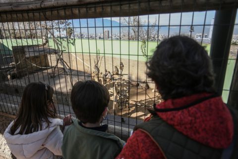 Zoológico Metropolitano reabre sus puertas con entrada gratuita tras casi un año cerrado: Así puedes ingresar
