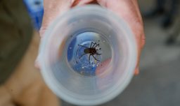 Alerta por verano: Estas son las señales de que te mordió una araña de rincón