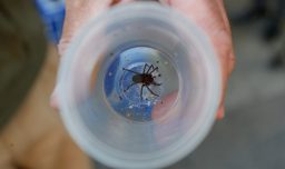 Temporada de verano: Cómo identificar una araña de rincón y qué hacer ante una picadura