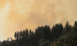 Declaran Alerta Roja en Pinto por incendio forestal en Reserva Nacional Ñuble