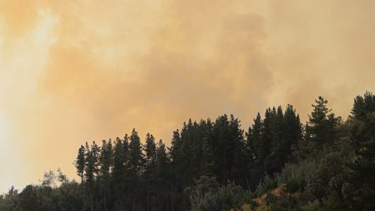 Declaran Alerta Roja en Pinto por incendio forestal en Reserva Nacional Ñuble