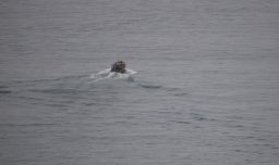 Los Lagos: Buscan a seis tripulantes desaparecidos tras hundimiento de embarcación en Estuario de Reloncaví