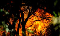 Bomberos de Angol denuncian amenazas y disparos durante combate de incendio forestal