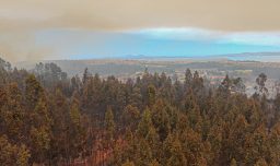 Afectaciones al sector agrícola por incendios forestales: Ministra Fernández detalla trabajos en Región de Ñuble