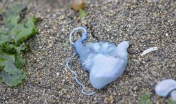 Alerta por fragata portuguesa: Autoridad sanitaria prohíbe baño en playas de Cartagena, El Tabo y Santo Domingo