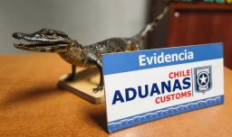 Aduanas descubrió yacaré bebé disecado en equipaje de pasajera en Paso Fronterizo Chungará