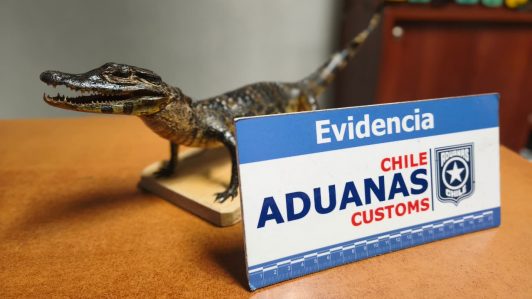 Aduanas descubrió yacaré bebé disecado en equipaje de pasajera en Paso Fronterizo Chungará