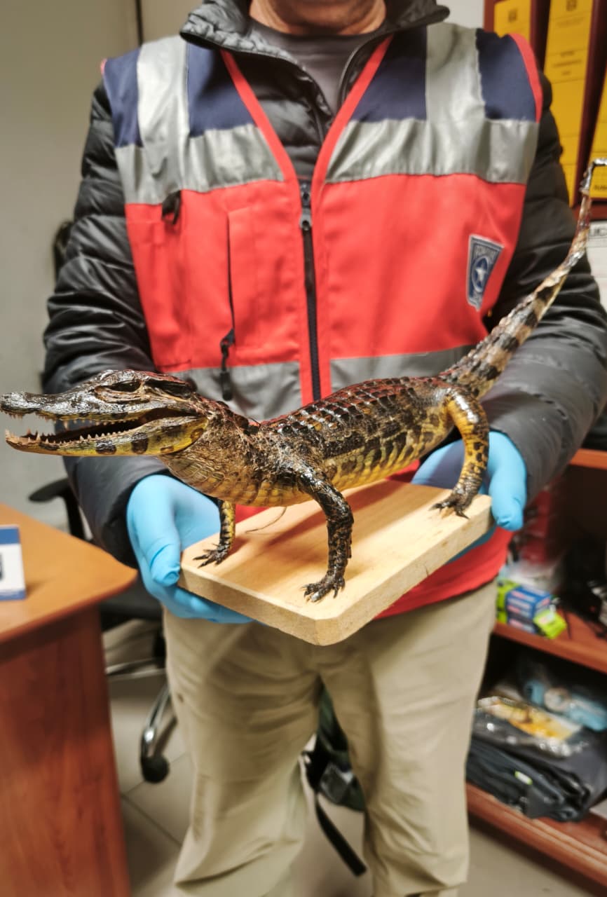 Aduanas descubrió yacaré bebé disecado en equipaje de pasajera en Paso Fronterizo Chungará/Aduanas