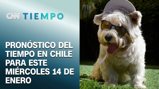 ¿Cómo cuidar a tus mascotas de las altas temperaturas este verano?