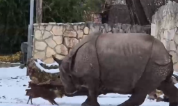 Inusual pelea entre ciervo y rinoceronte en un zoológico de Polonia