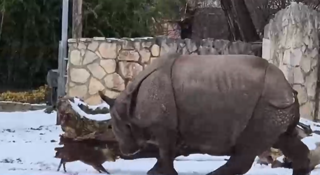 Ciervo chino enfrenta a rinoceronte en zoológico de Polonia